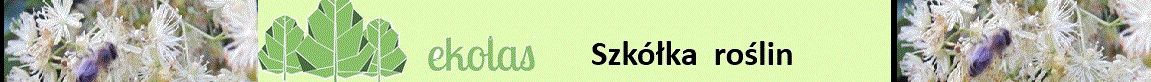 Szkółka roślin